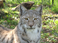 Parc Animalier