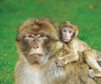 La Montagne des Singes