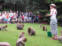 La Montagne des Singes