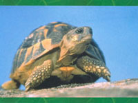Le Village des Tortues