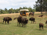 Les Bisons d'Europe
Sainte-Eulalie - Lozère