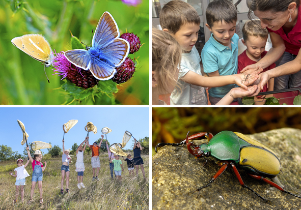 MICROPOLIS - la « Cité des INSECTES »